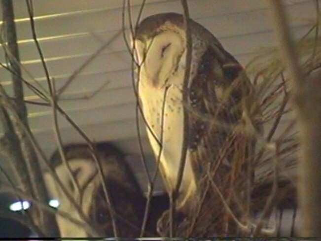 Image of barn owls, masked owls, and bay owls