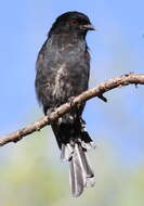 Image de Drongo brillant