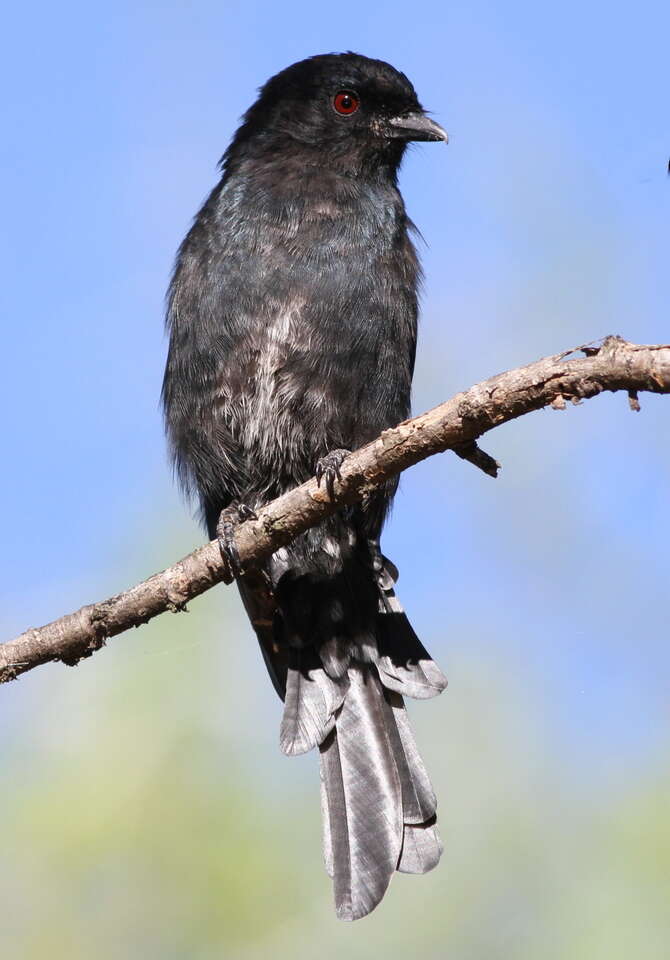 Image de Drongo brillant