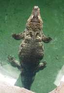 Image of Common Caiman