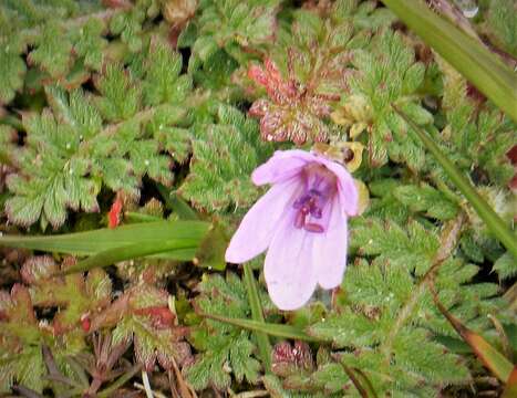 Image of Common Stork's-bill