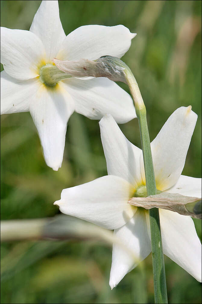 Narcissus poeticus subsp. radiiflorus (Salisb.) Baker的圖片