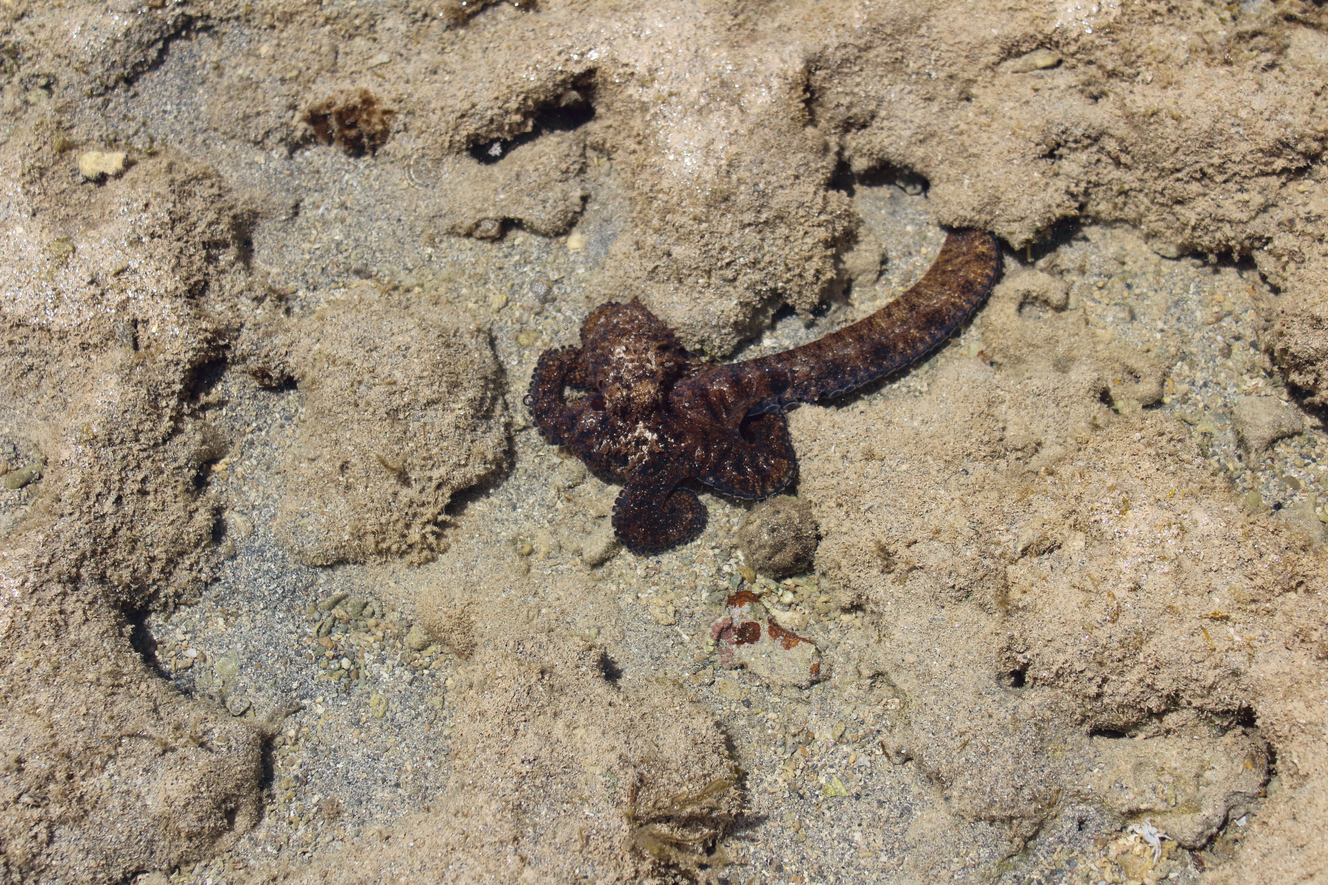Image of Octopodidae