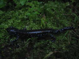 Image of mole salamanders