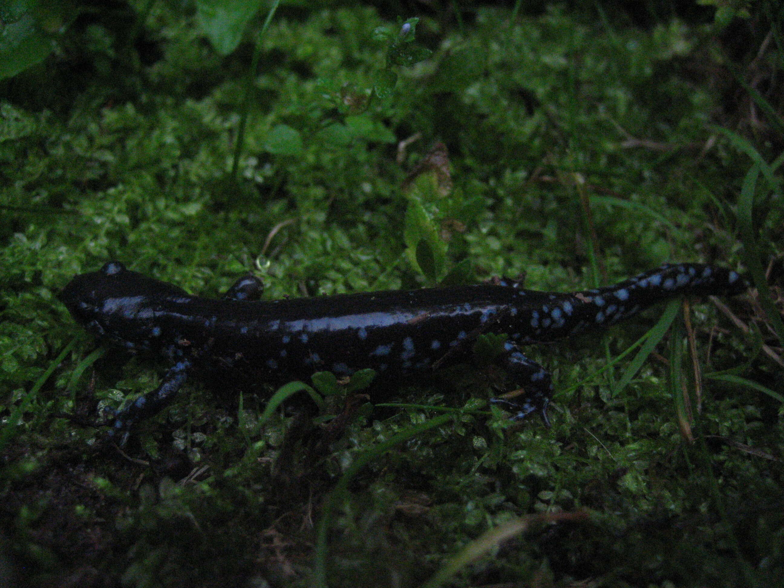 Image of mole salamanders