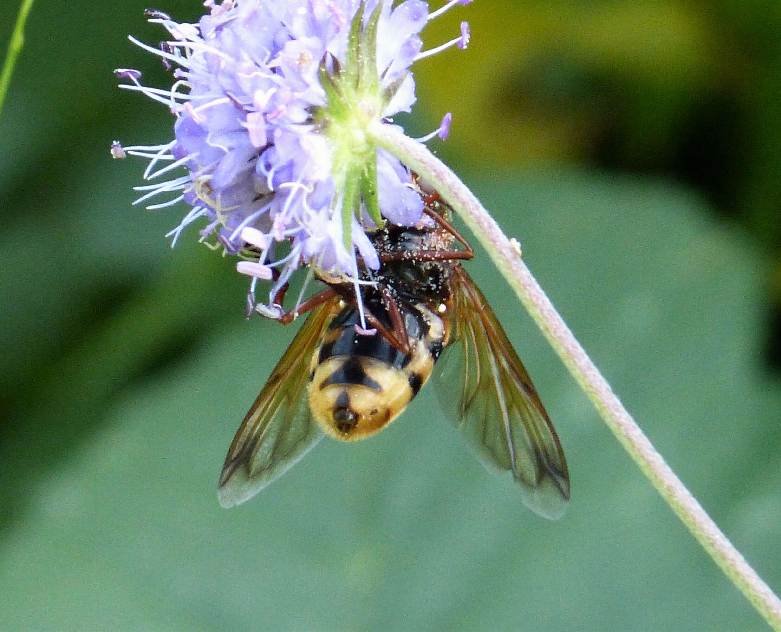 Image of Volucella