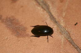 Image of Insecta