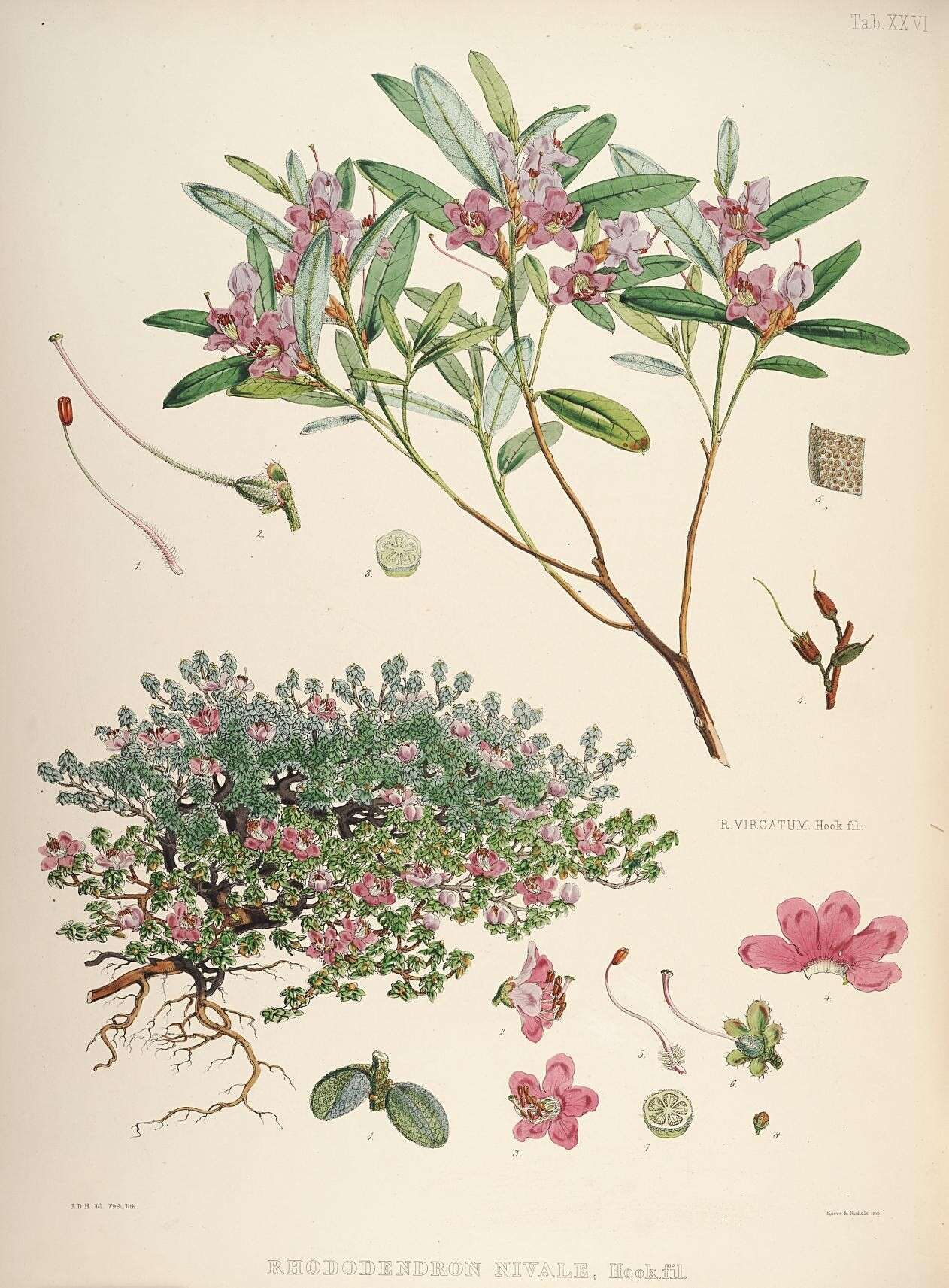 Image of Rhododendron nivale Hook. fil.