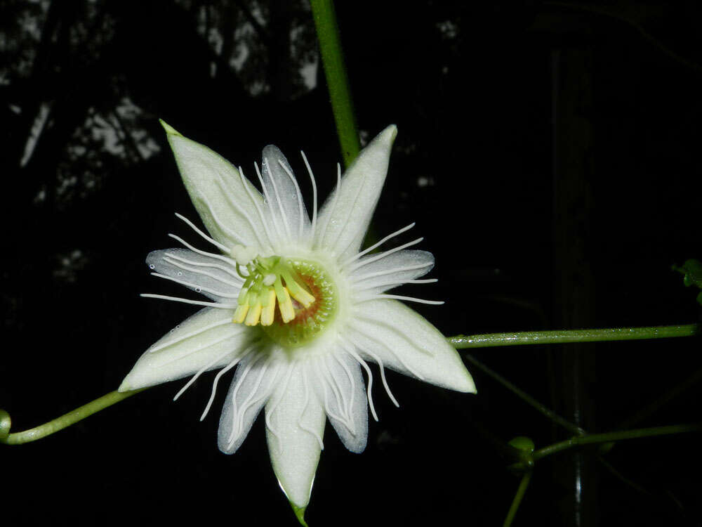 Image of Passiflora lobata (Killip) Hutch. ex J. M. Mac Dougal