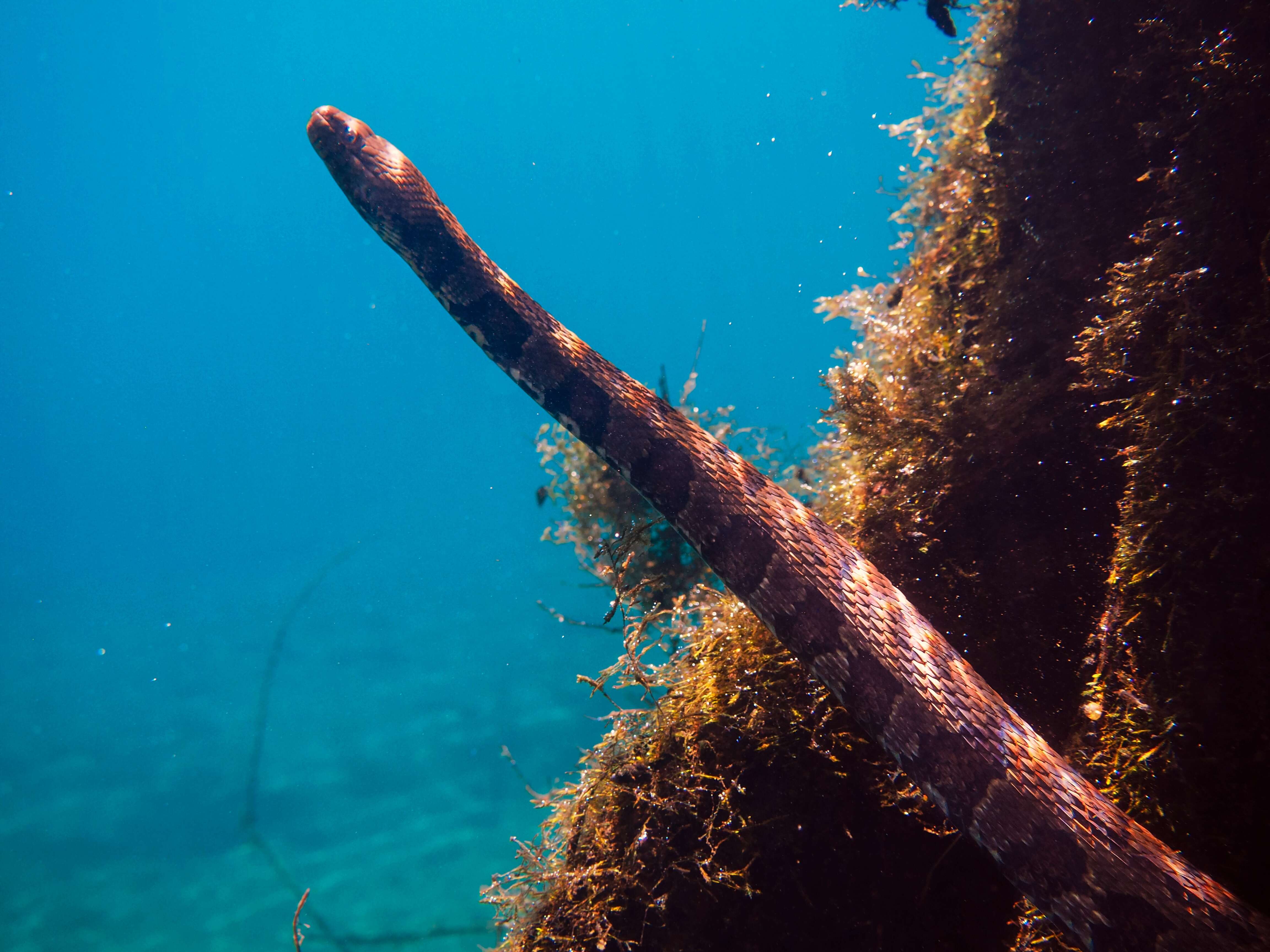 Image of Brown Water Snake