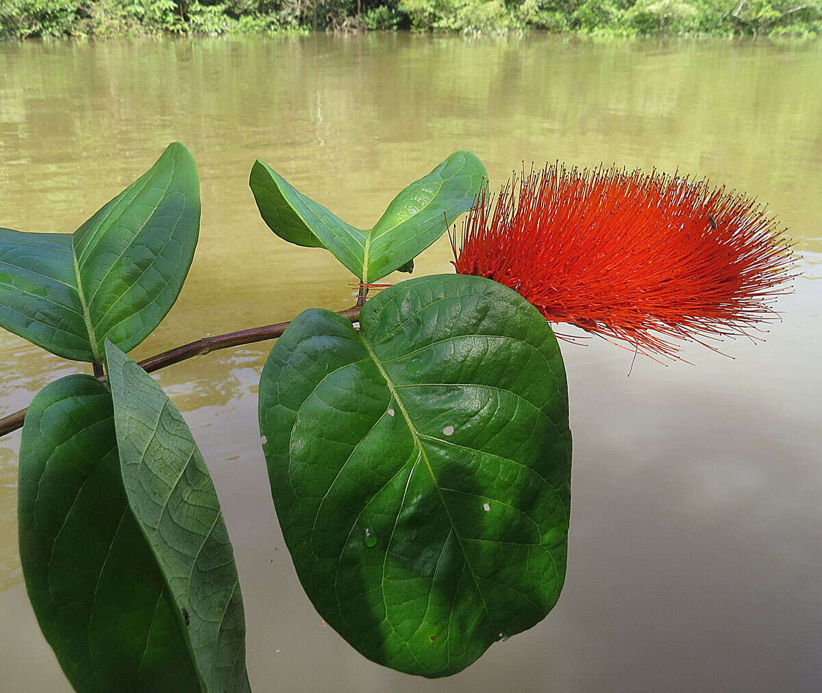 Image of Combretum