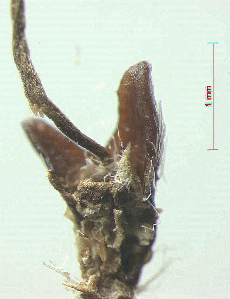 Image de Malanea revolutifolia A. Amaya & Popovkin