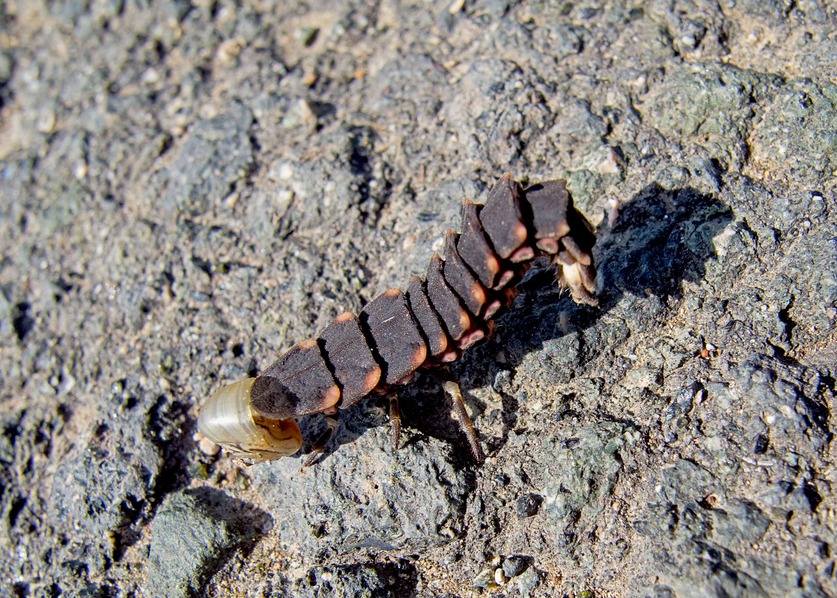 Image of common glow-worm