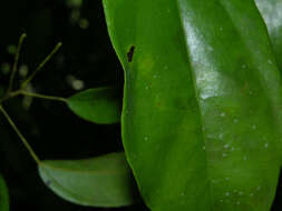 Image of Anomospermum reticulatum (C. Martius) Eichler