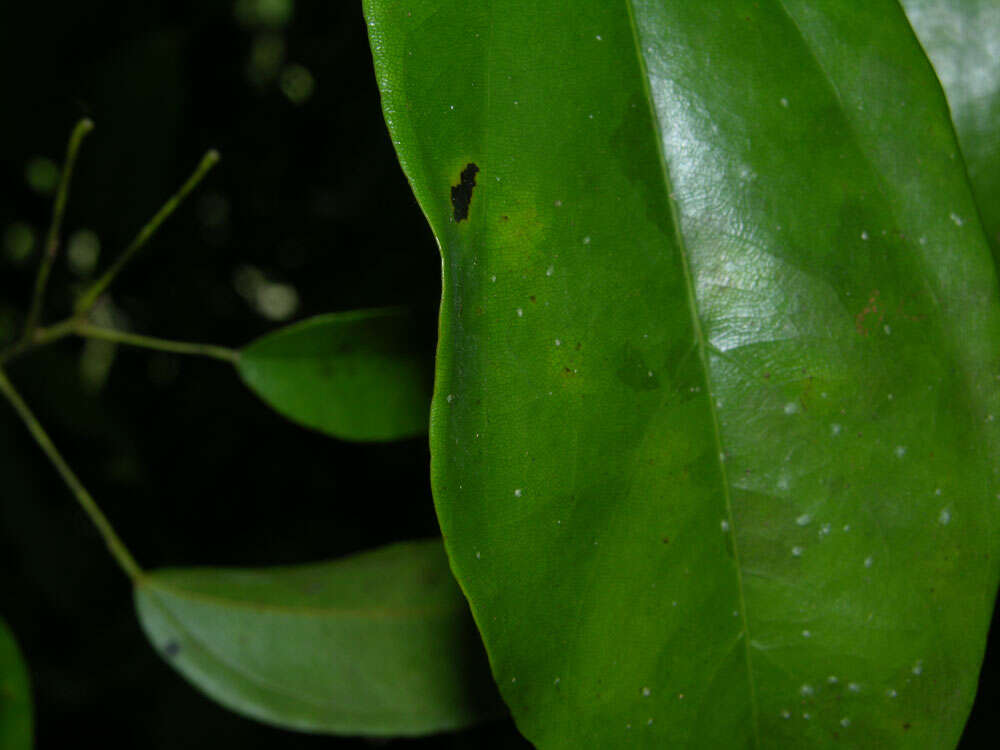 Image of Anomospermum reticulatum (C. Martius) Eichler