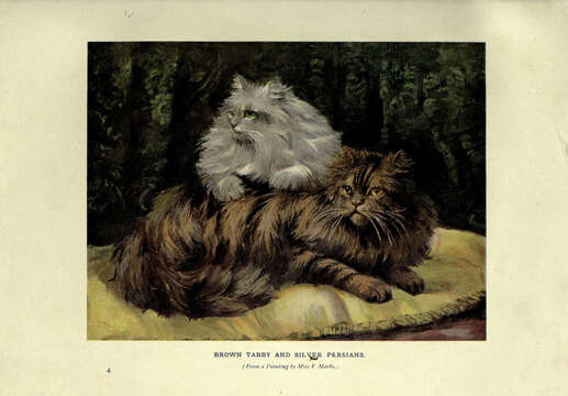 Image of Small Cats