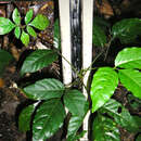 Image of Forest velvet false-currant
