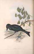 Image de Drongo pailleté