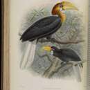 Image of Narcondam Hornbill