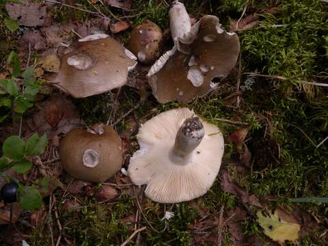 صورة Russula consobrina (Fr.) Fr. 1838