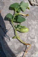 Image of Aristolochia croatica Horvatic