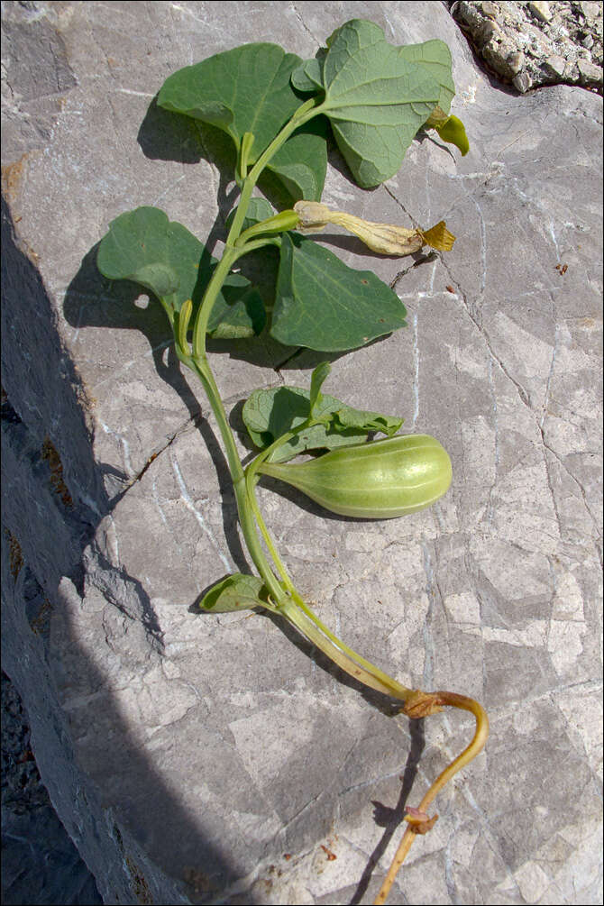 Image of Aristolochia croatica Horvatic