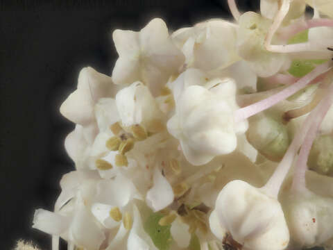 Image of ceanothus