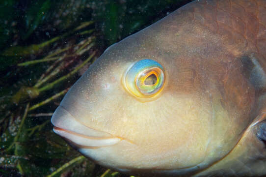 Image of Blue-throated parrotfish