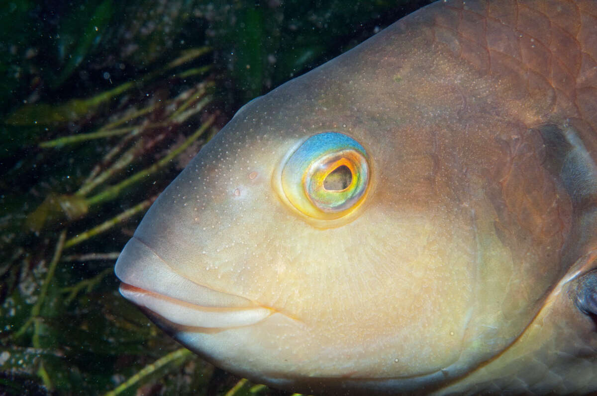 Image of Blue-throated parrotfish