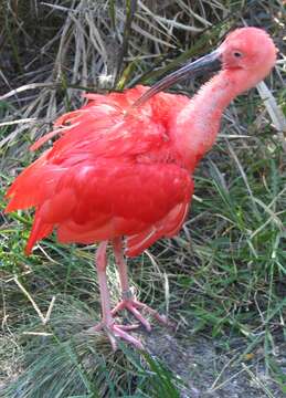 Image of Scarlet Ibis