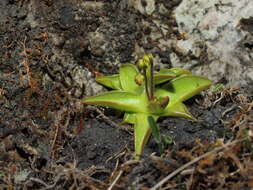 Image of Pinguicula alpina L.