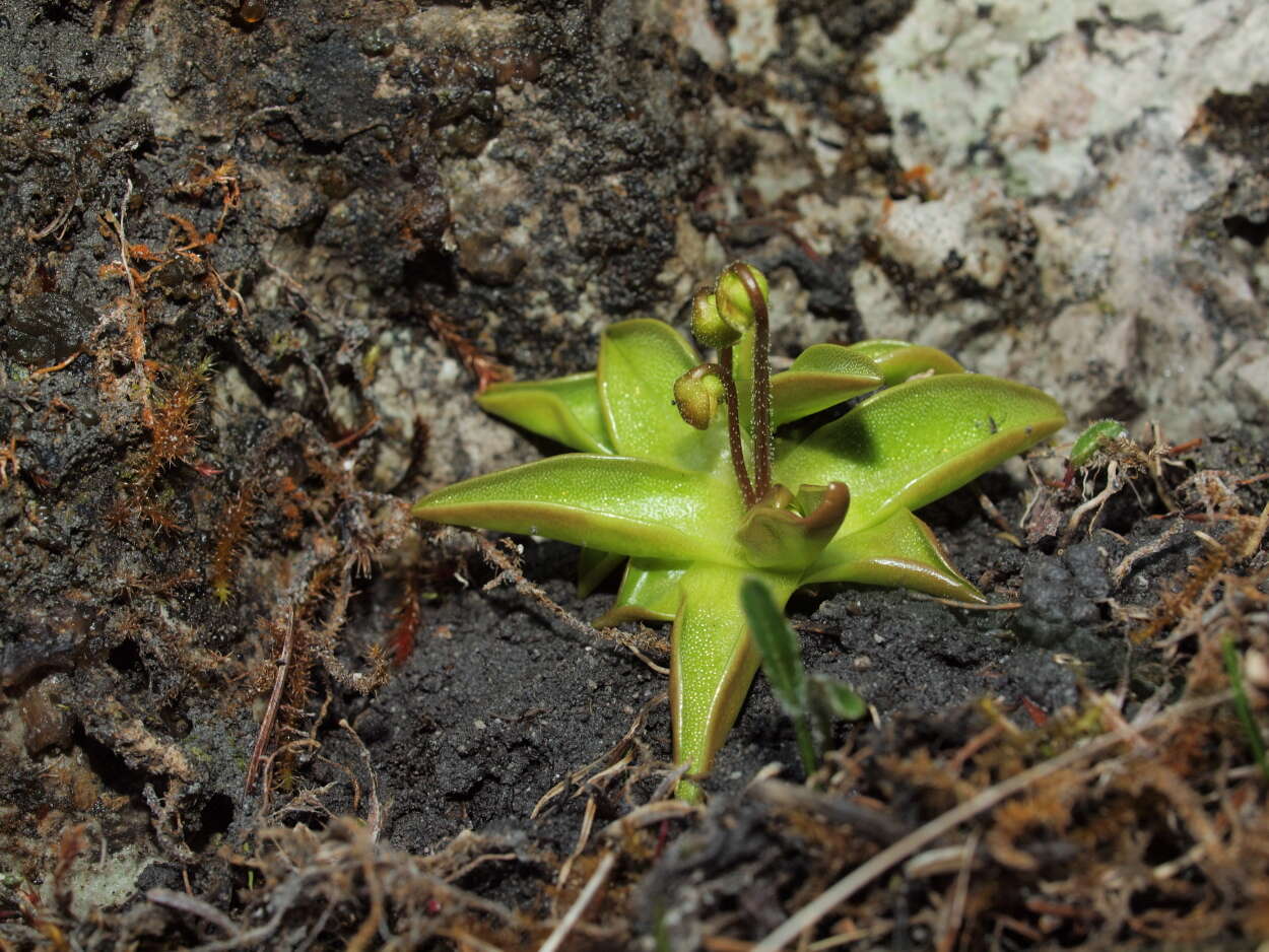 Image of Pinguicula alpina L.