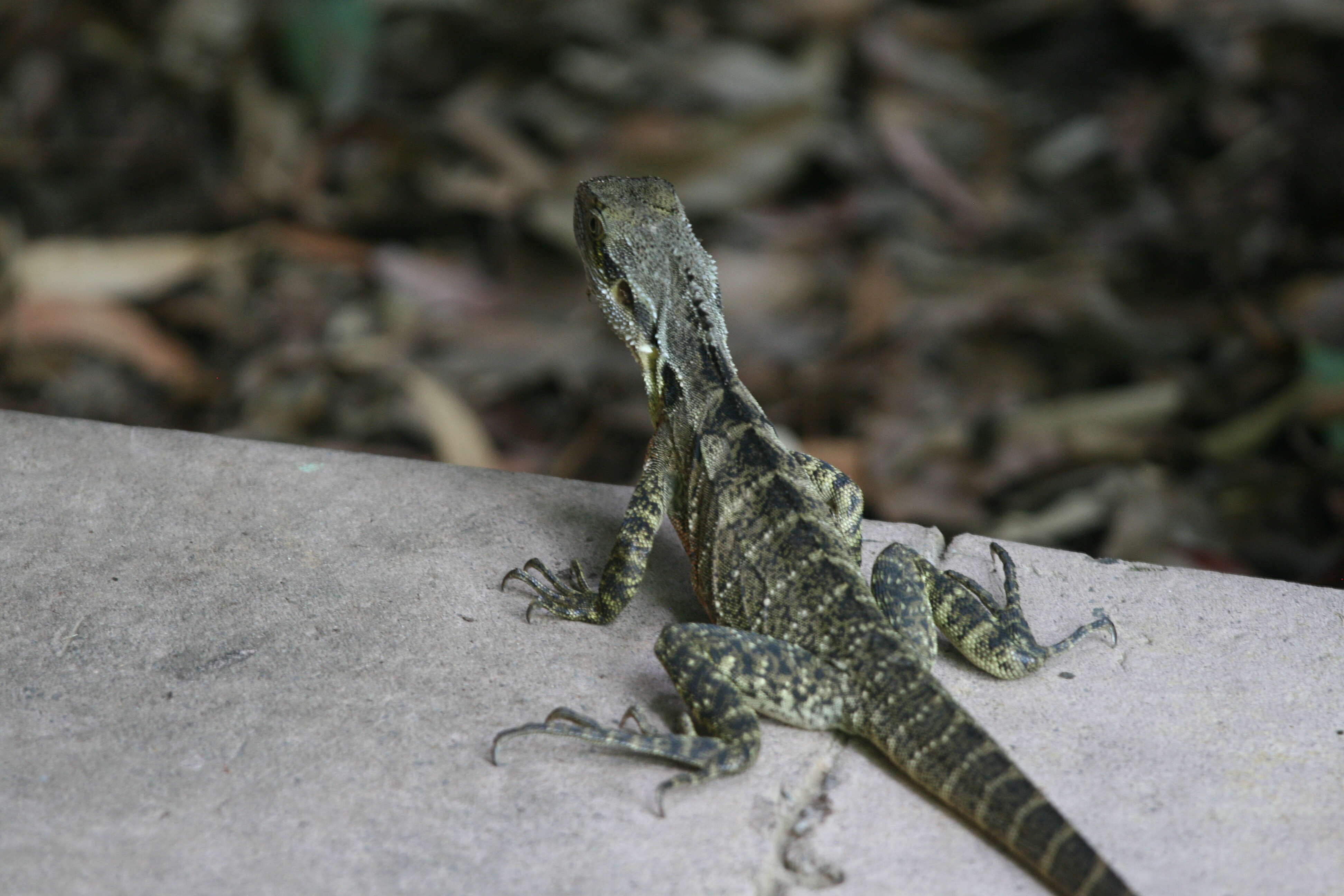 Image of Intellagama lesueurii lesueurii (Gray 1831)