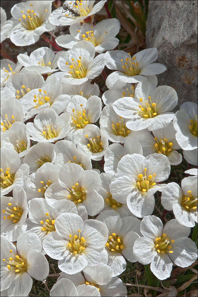 Plancia ëd Saxifraga aretioides Lapeyr.