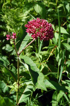 Image of purple milkweed