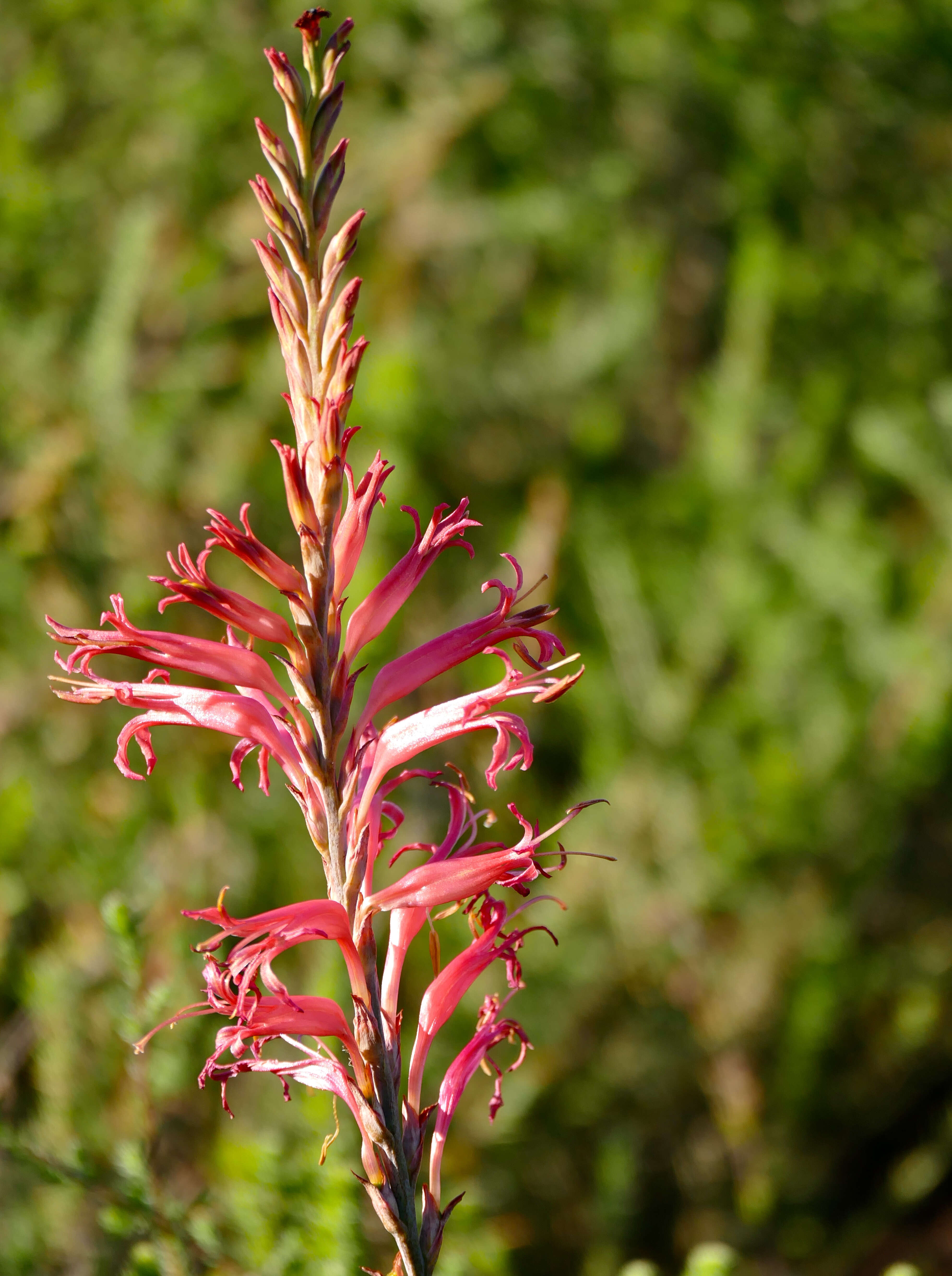 Image of Tritoniopsis