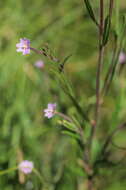 Image of willowherb