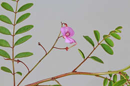 Image de Indigofera australis Willd.