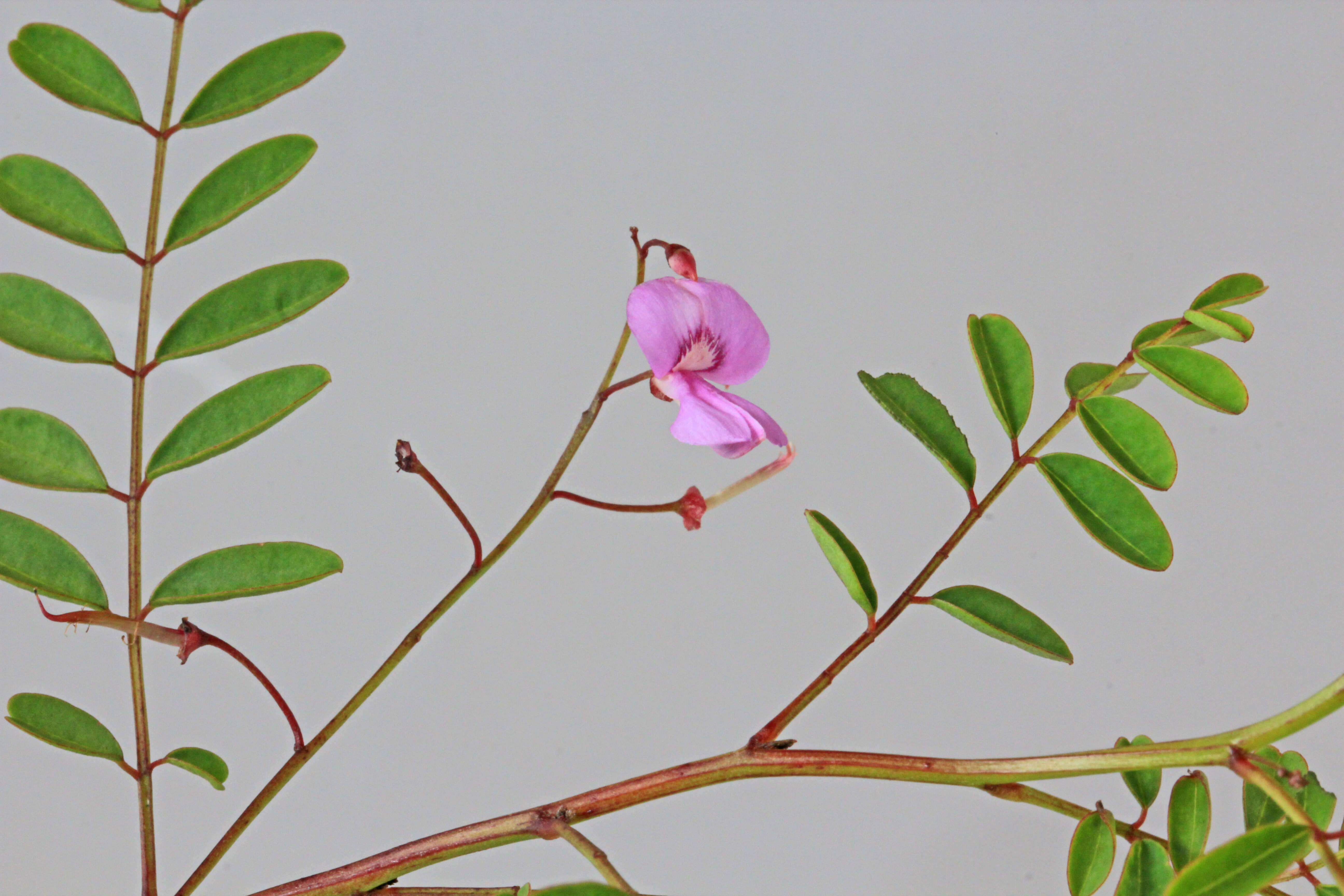 Image of Australian indigo