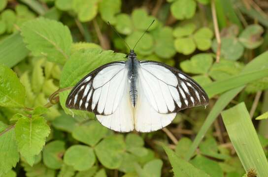 Image of Prioneris