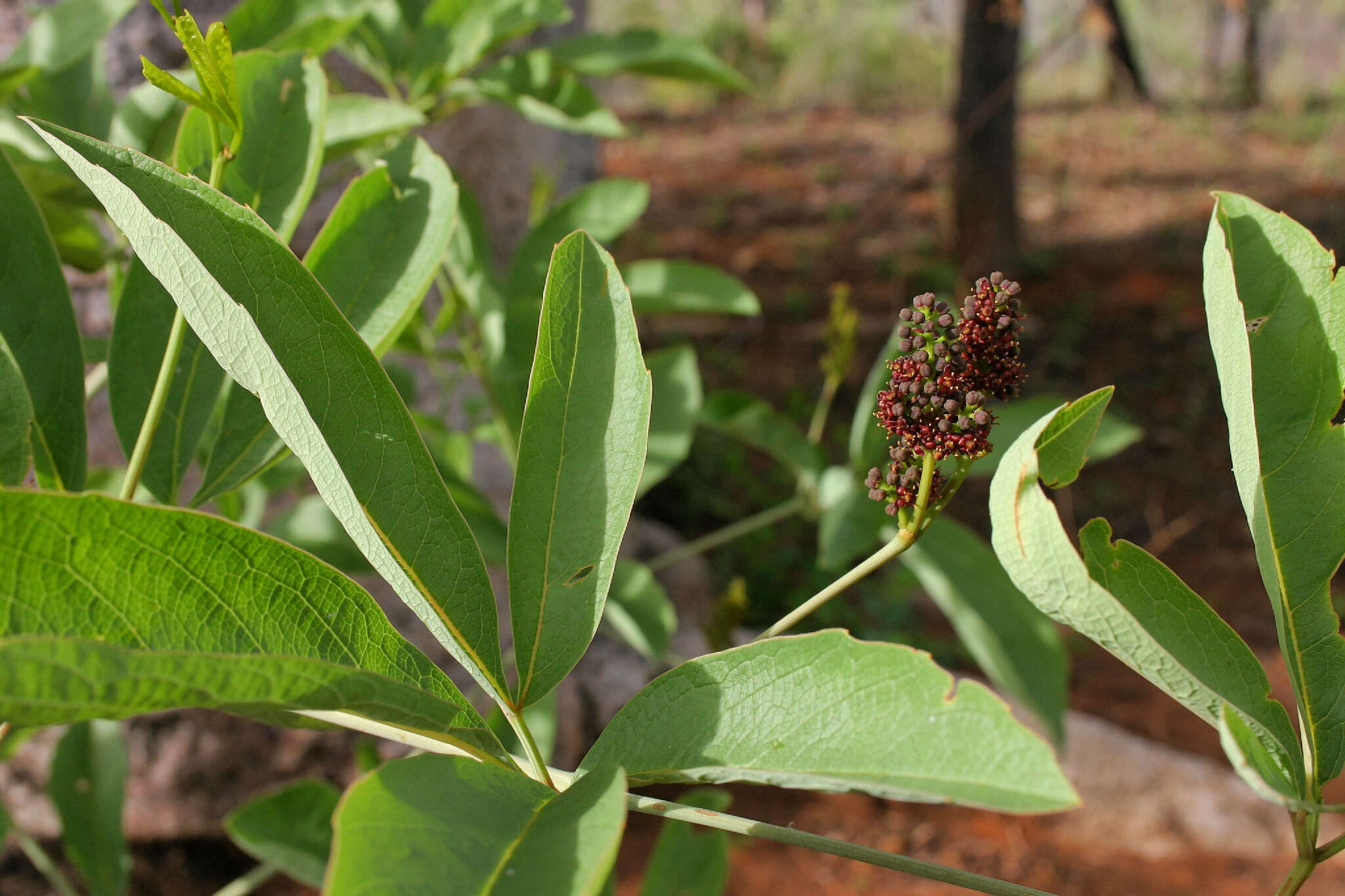 Image of Ampelocissus