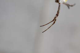 Imagem de Argiope