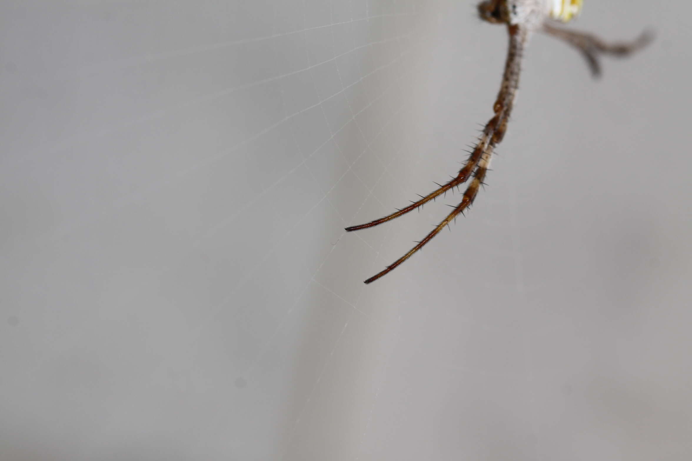 Imagem de Argiope keyserlingi Karsch 1878