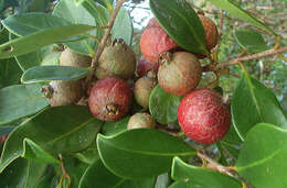 Image of guava