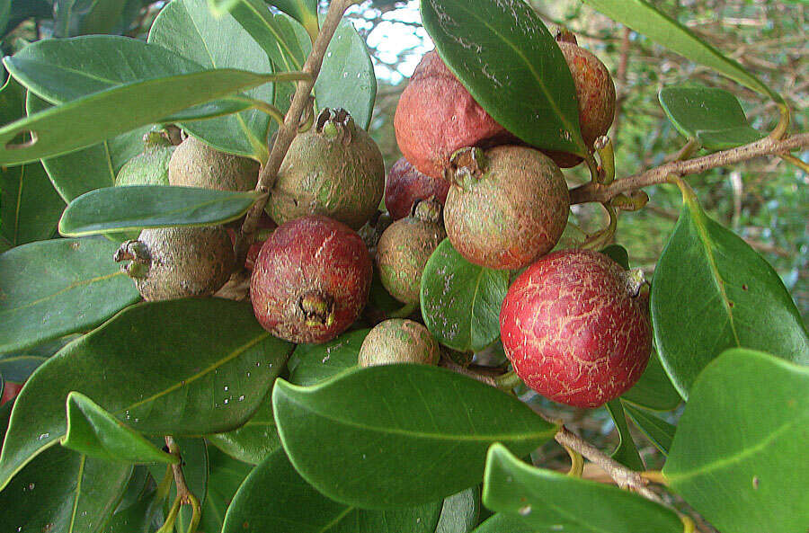 Sivun Guavat kuva