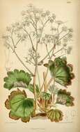 Image of Saxifraga cortusifolia Sieb. & Zucc.