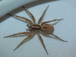 Image of wolf spiders