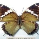 Image of Common Blue Charaxes