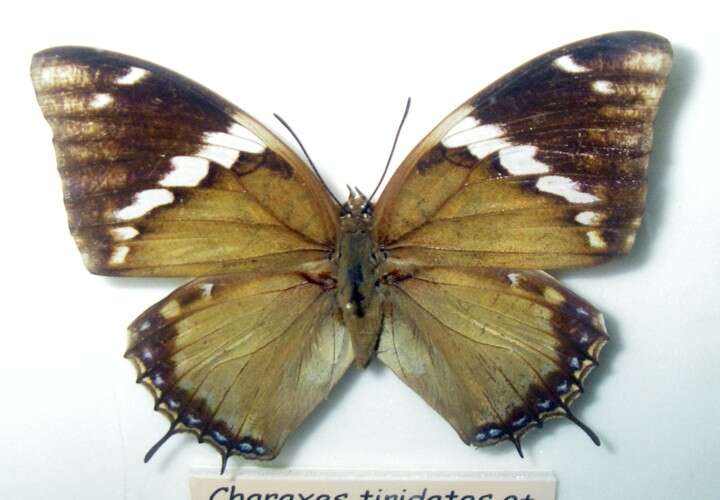 Image of Common Blue Charaxes