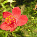 Imagem de Hibiscus aponeurus Sprague & Hutchinson
